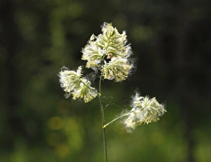 Cocks Foot or Orchard Grass (Dactylis glomerata), Germany, Europe Cocks Foot or Orchard Grass (Dactylis glomerata), Germany, Europe