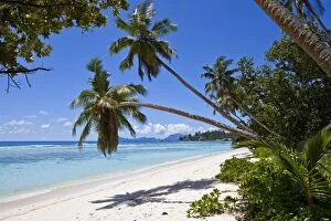 Images Dated 1st April 2012: Coconut palms -Cocos nucifera- on the beach of Anse La Passe, Silhouette Island, Seychelles