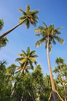 Coconut Palms -Cocos nucifera- and Screwpines -Pandanus tectorius-, Sulawesi, Indonesia Coconut Palms -Cocos nucifera- and Screwpines -Pandanus tectorius-, Sulawesi, Indonesia