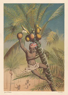 Coconut picker, litthograph, published in 1883 Coconut picker, litthograph, published in 1883