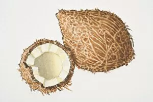 Cocos, one and a half Coconuts