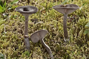 Coffee-brown Goblet Funnel Cap -Pseudoclitocybe cyathiformis-, Untergroningen, Abtsgmuend Coffee-brown Goblet Funnel Cap -Pseudoclitocybe cyathiformis-, Untergroningen, Abtsgmuend