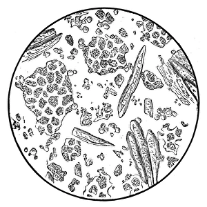 Stem Cell Gallery: Coffee under microscope