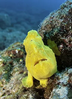 <b class=qtipBold><figcaption>coiba national park</figcaption></b><br>coiba national park, Wildest Animal Photography, 520527532<br><em>© 2016 WILDESTANIMAL</em> coiba national park