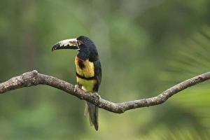 Collared Aracari -Pteroglossus torquatus-, Costa Rica, Central America