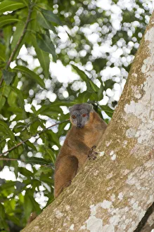 Collared Brown Lemur or Red-collared Lemur -Eulemur collaris- on a tree trunk Collared Brown Lemur or Red-collared Lemur -Eulemur collaris- on a tree trunk