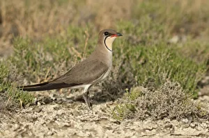 Collared Pratincole or Common Pratincole -Glareola pratincola-, Korinos, Katerini, Central Macedonia, Greece Collared Pratincole or Common Pratincole -Glareola pratincola-, Korinos, Katerini, Central Macedonia, Greece