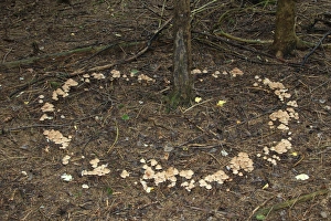 Collybia confluens mushrooms form a so-called fairy ring, Allgau, Bavaria, Germany Collybia confluens mushrooms form a so-called fairy ring, Allgau, Bavaria, Germany
