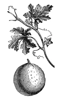 colocynth, bitter apple, bitter cucumber, desert gourd, egusi, vine of Sodom, or wild gourd colocynth, bitter apple, bitter cucumber, desert gourd, egusi, vine of Sodom, or wild gourd