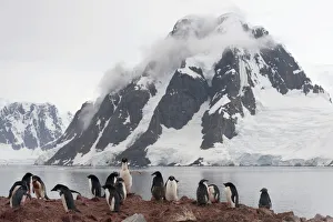 Colony of Adelie Penguins -Pygoscelis adeliae-, adult birds and fledglings during the juvenile moult, in front of a backdrop of mountains and glaciers, Petermann Island, Antarctic Peninsula, Antarctica Colony of Adelie Penguins -Pygoscelis adeliae-, adult birds and fledglings during the juvenile moult, in front of a backdrop of mountains and glaciers, Petermann Island, Antarctic Peninsula, Antarctica