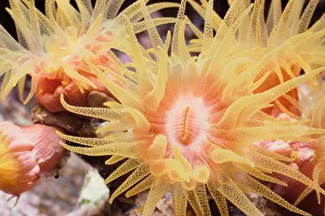 <b class=qtipBold><figcaption>Colony of Cup Corals</figcaption></b><br>Jeff Rotman Underwater Photography, 6395-000272 Colony of Cup Corals