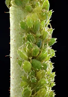 Colony of small Permanent Currant Aphids -Aphidula schneideri-, pests, macro shot, Baden-Wurttemberg, Germany Colony of small Permanent Currant Aphids -Aphidula schneideri-, pests, macro shot, Baden-Wurttemberg, Germany