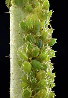 Louse Gallery: Colony of small Permanent Currant Aphids -Aphidula schneideri-, pests, macro shot