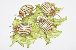 Four Colorado Beetles (Leptinotarsa decemlineata) feeding on a potato leaf Four Colorado Beetles (Leptinotarsa decemlineata) feeding on a potato leaf
