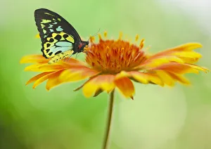 <b class=qtipBold><figcaption>Colorful Butterly on Orange Flower</figcaption></b><br>a multi-colored butterfly land upon an orange and yellow flower..<br><em>© 2009 Susan Gary</em> Colorful Butterly on Orange Flower