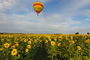 Colorful Hot Air Balloon over a field of yellow sunflowers in the early morning in Colorful Hot Air Balloon over a field of yellow sunflowers in the early morning in