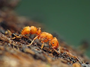 Colorful predator ant (Heteroponera flava) Colorful predator ant (Heteroponera flava)