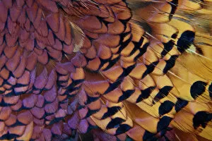 Images Dated 14th December 2011: Colorful variation on Ring Necked Pheasant Feather