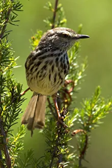 colour image, wildlife, birdlife, kirstenbosch national botanical garden, small bird colour image, wildlife, birdlife, kirstenbosch national botanical garden, small bird