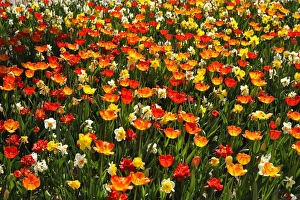 Colourful flower bed with tulips -Tulipa- and daffodils -Narcissus-, backlit, Nuremberg Colourful flower bed with tulips -Tulipa- and daffodils -Narcissus-, backlit, Nuremberg