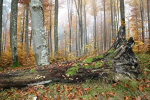 Colourful forest in autumn with beeches -Fagus sylvatica-, Unterallgaeu, Allgaeu, Bavaria, Germany, Europe Colourful forest in autumn with beeches -Fagus sylvatica-, Unterallgaeu, Allgaeu, Bavaria, Germany, Europe