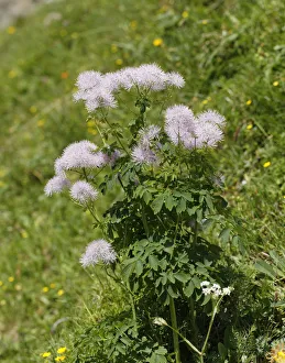 Columbine Meadow Rue -Thalictrum aquilegiifolium-, Grosses Walsertal Biosphere Park, Vorarlberg, Austria Columbine Meadow Rue -Thalictrum aquilegiifolium-, Grosses Walsertal Biosphere Park, Vorarlberg, Austria