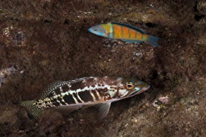 Comber -Serranus cabrilla-, below, and Ornate Wrasse -Thalassoma pavo-, near Santa Maria, Azores, Atlantic Ocean Comber -Serranus cabrilla-, below, and Ornate Wrasse -Thalassoma pavo-, near Santa Maria, Azores, Atlantic Ocean