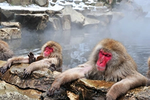 <b class=qtipBold><figcaption>Comfortable</figcaption></b><br>Snow Monkey in hot springs<br><em>© Tunghsi Pan</em> Comfortable