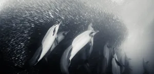 <b class=qtipBold><figcaption>Coming Up From Below</figcaption></b><br>A pod of common dolphins feeding on a large sardine bait ball. Image was taken during the sardine run.<br><em>© Wldestanimal 2015</em> Coming Up From Below