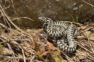 Common Adder -Vipera berus-, Lower Engadin, Canton of Graubunden, Switzerland Common Adder -Vipera berus-, Lower Engadin, Canton of Graubunden, Switzerland