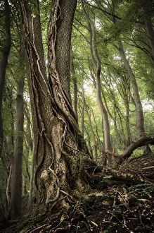 Common Ash -Fraxinus excelsior- with ivy tendrils in a forest, Jasmund National Park, Rugen Common Ash -Fraxinus excelsior- with ivy tendrils in a forest, Jasmund National Park, Rugen