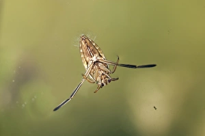 Common Backswimmer -Notonecta glauca-, ventral side Common Backswimmer -Notonecta glauca-, ventral side
