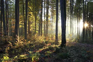 Common beeches (Fagus sylvatica), sunrise in a beech forest in autumn, Allgaeu region Common beeches (Fagus sylvatica), sunrise in a beech forest in autumn, Allgaeu region
