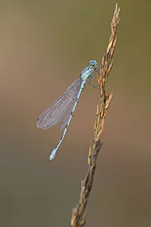 Common Blue Damselfly or Northern Bluet -Enallagma cyathigerum-, Emsland, Lower Saxony Common Blue Damselfly or Northern Bluet -Enallagma cyathigerum-, Emsland, Lower Saxony