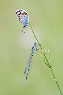Common Blue -Polyommatus icarus- and a Blue-tailed Damselfly -Ischnura elegans- on a blade of grass, North Hesse, Hesse Common Blue -Polyommatus icarus- and a Blue-tailed Damselfly -Ischnura elegans- on a blade of grass, North Hesse, Hesse