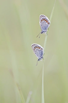 Common Blue -Polyommatus icarus- two butterflies perched on a blade of grass, North Hesse Common Blue -Polyommatus icarus- two butterflies perched on a blade of grass, North Hesse