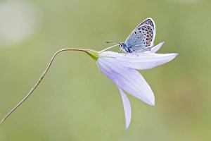 Common Blue -Polyommatus icarus- perched on a Bellflower -Campanula-, North Hesse, Hesse Common Blue -Polyommatus icarus- perched on a Bellflower -Campanula-, North Hesse, Hesse