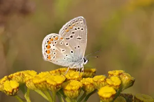 Common Blue -Polyommatus icarus- perched on a tansy, Altenseelbach, Neunkirchen Common Blue -Polyommatus icarus- perched on a tansy, Altenseelbach, Neunkirchen
