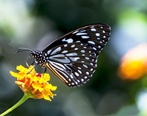 The Common Blue Tiger (Tirumala limniace) The Common Blue Tiger (Tirumala limniace)