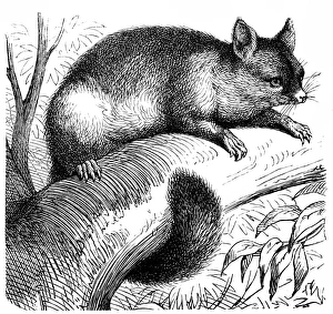 Common brushtail possum (Trichosurus vulpecula) Common brushtail possum (Trichosurus vulpecula)