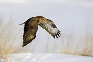 Common Buzzard -Buteo buteo- in flight over a reed habitat in winter, Swabian Alb biosphere reserve, Baden-Wurttemberg, Germany Common Buzzard -Buteo buteo- in flight over a reed habitat in winter, Swabian Alb biosphere reserve, Baden-Wurttemberg, Germany