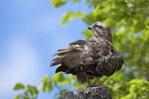 Common Buzzard -Buteo buteo- perched on a tree stump near Meersburg, Baden-Wuerttemberg Common Buzzard -Buteo buteo- perched on a tree stump near Meersburg, Baden-Wuerttemberg