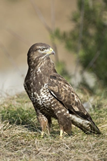 Common Buzzard -Buteo buteo-, Tyrol, Austria Common Buzzard -Buteo buteo-, Tyrol, Austria