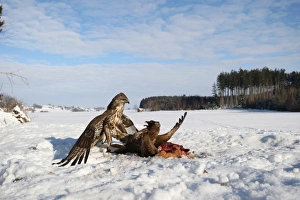 Common buzzards (Buteo buteo) in dispute over a brown hare, Allgaeu region, Bavaria Common buzzards (Buteo buteo) in dispute over a brown hare, Allgaeu region, Bavaria