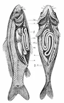 Nastasic Images & Illustrations Gallery: Common carp anatomy