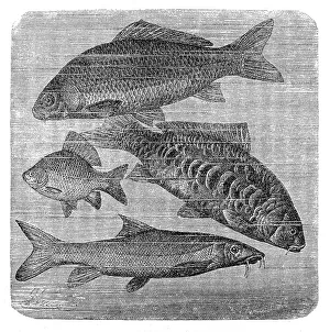 common carp , Mirror carp, Crucian carp, Barbus barbus common carp , Mirror carp, Crucian carp, Barbus barbus