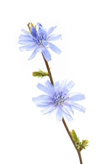 Common Chicory -Cichorium intybus-, medicinal plant Common Chicory -Cichorium intybus-, medicinal plant