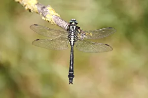 Common club-tail -Gomphus vulgatissimus- perched on a rush stem Common club-tail -Gomphus vulgatissimus- perched on a rush stem