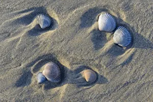 Common Cockle -Cerastoderma edule-, shells in the tidal flats, Vlieland, North Holland Common Cockle -Cerastoderma edule-, shells in the tidal flats, Vlieland, North Holland