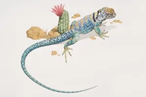 Common Collared Lizard (crotaphytus collaris), elevated view Common Collared Lizard (crotaphytus collaris), elevated view